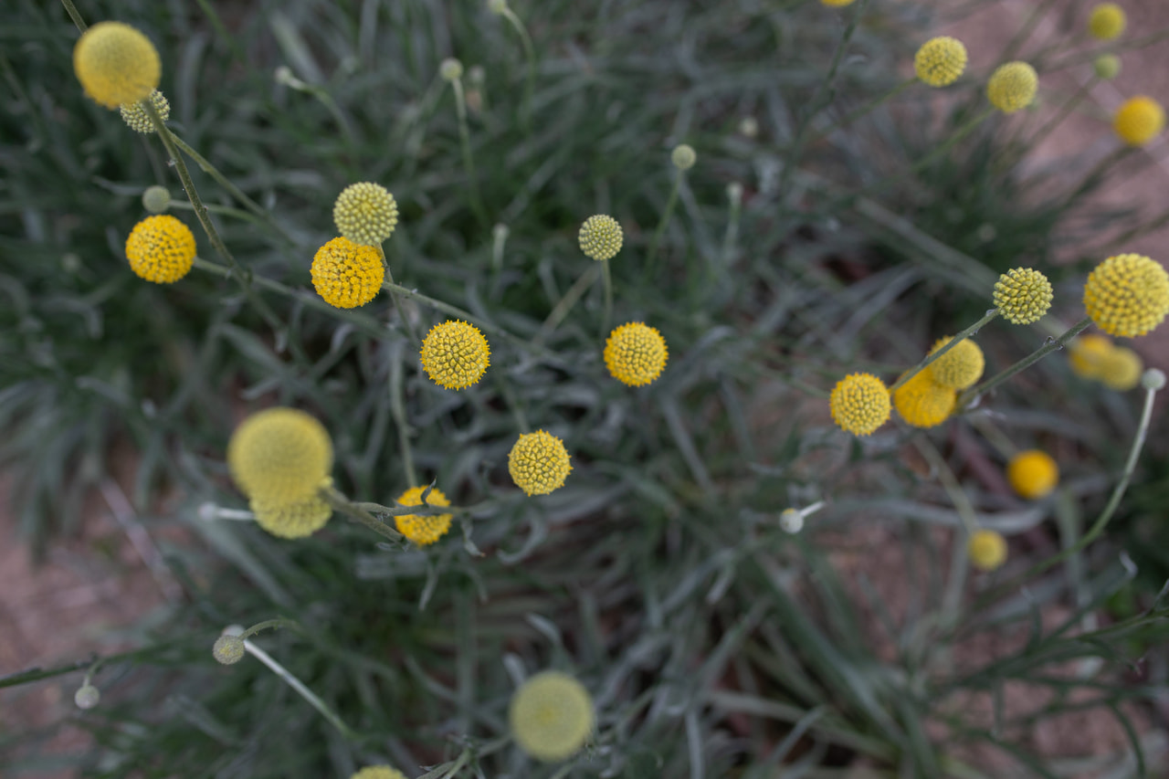 Kultahehkupallo, Loukykvět