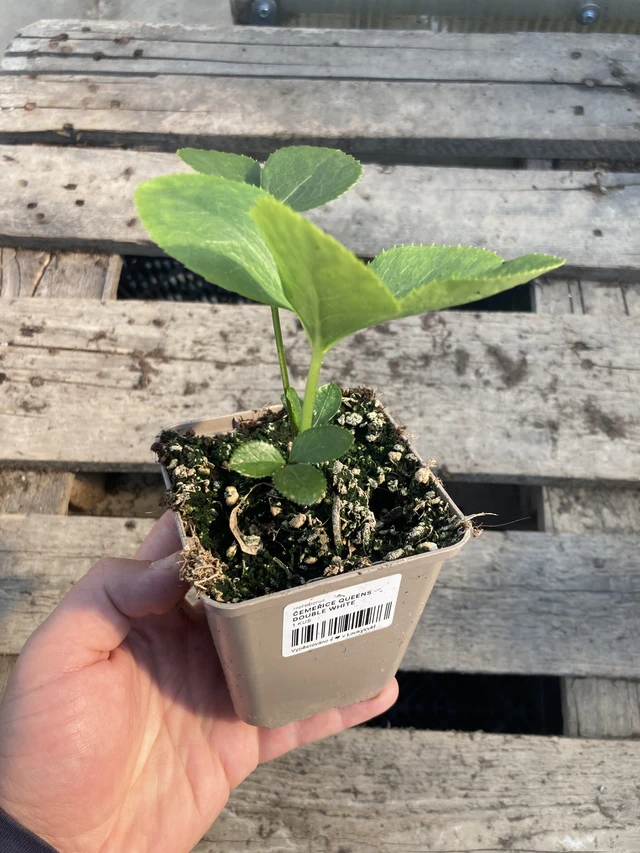 Jouluruusu Queens Double White - 2024