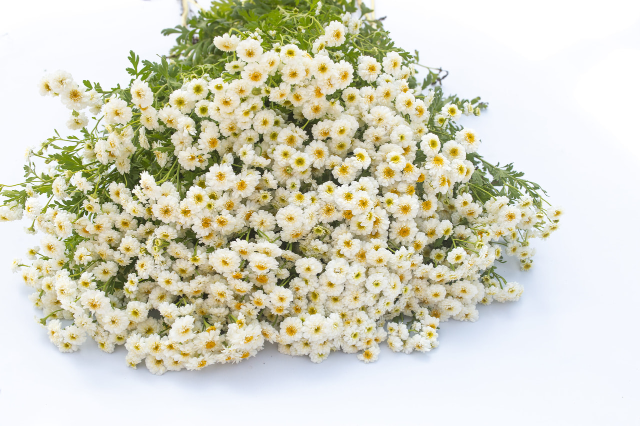 Reunuspietaryrtti Tetra White Wonder, Loukykvět