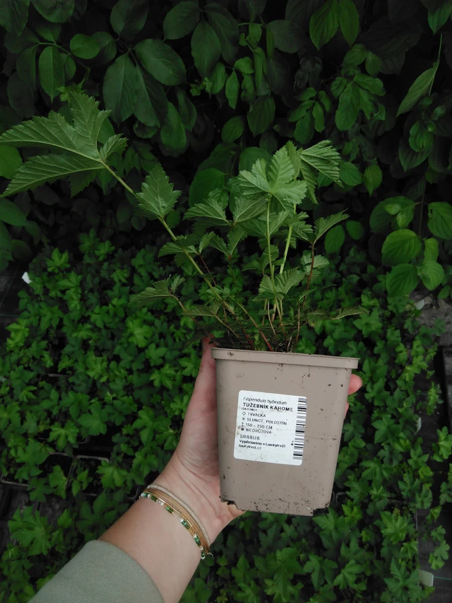 Filipendula Kahome - 2024