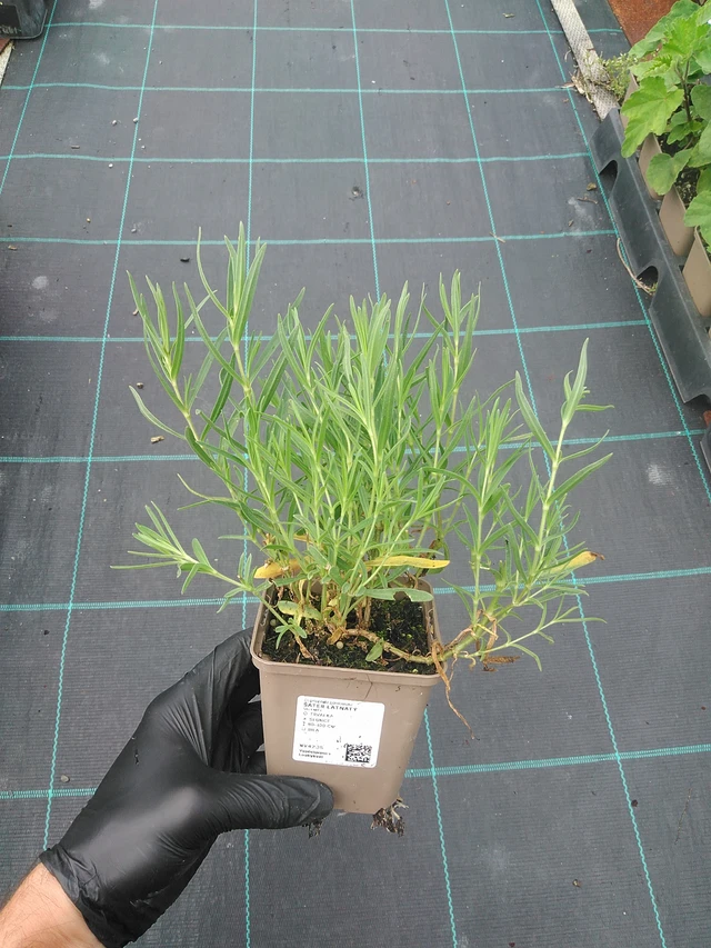 Morsiusharso - 4. 8. 2025