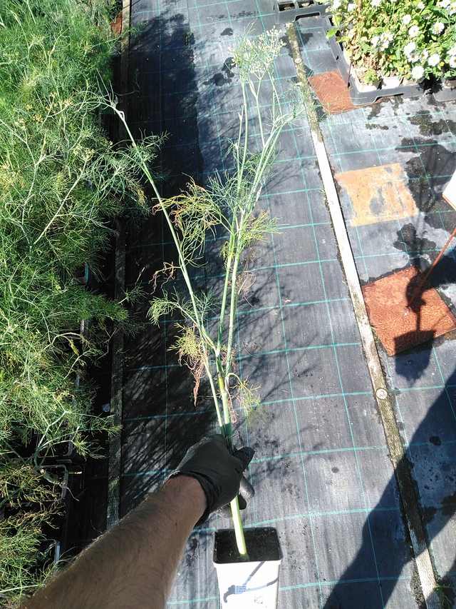 Hinojo - 19. 8. 2025