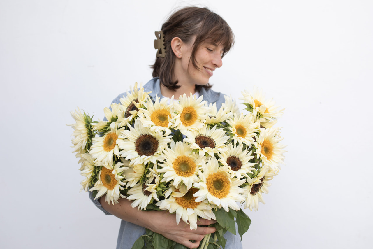 Sunflower ProCut Yellow Pastel Mix, Loukykvět