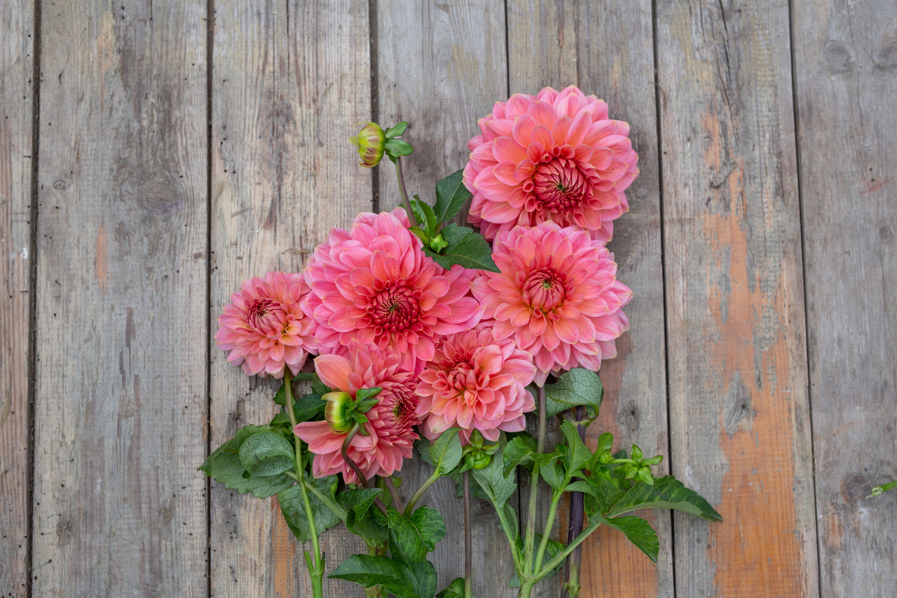 Daalia Askwith Minnie, Loukykvět