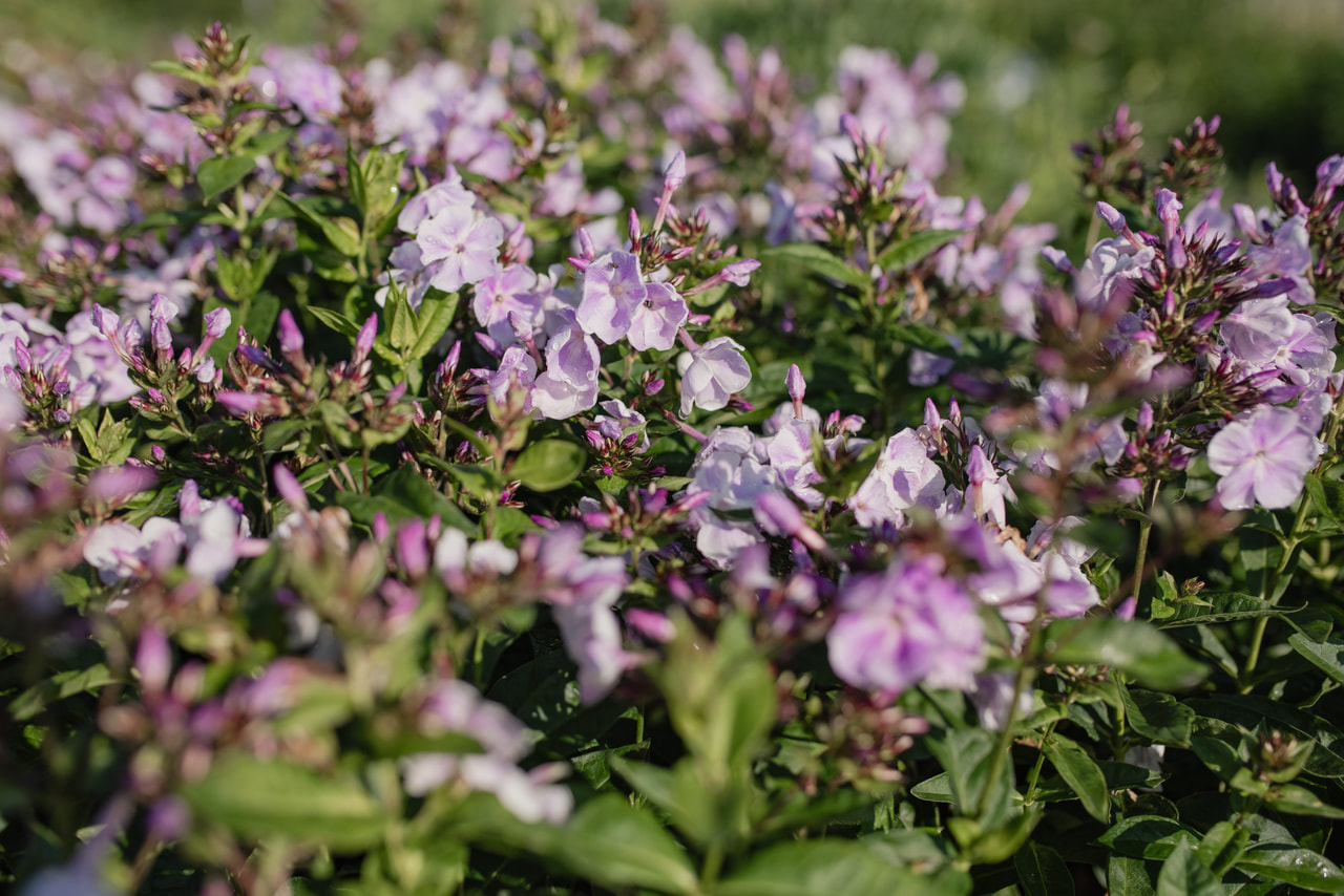 Leimu Sternhimmel, Loukykvět