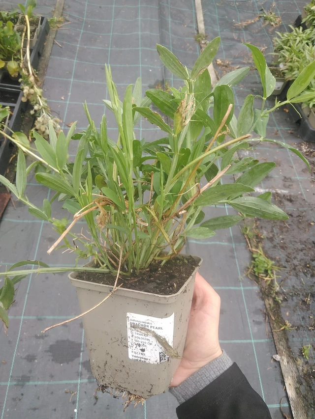 Tuoksuherne Pearl Mixture - 10. 10. 2025