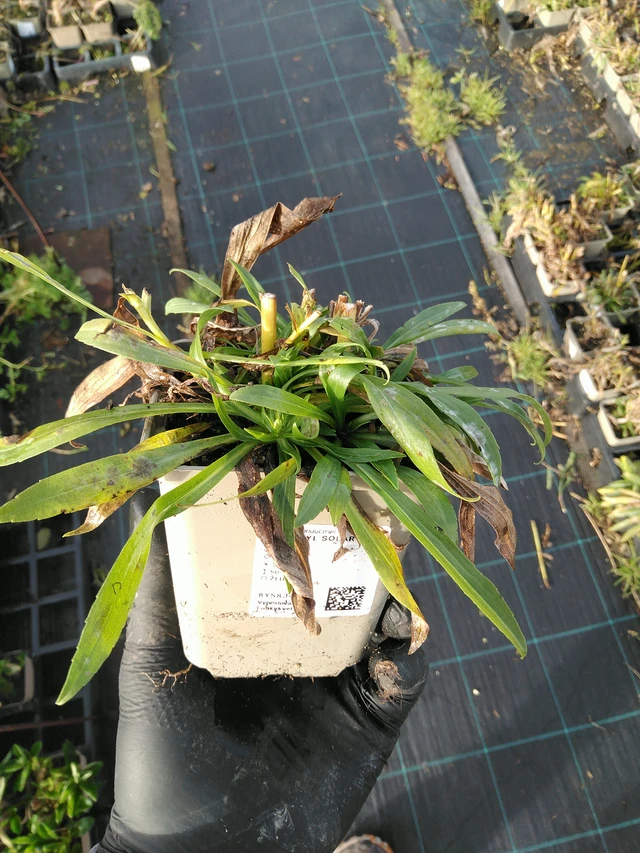 Vara de oro Solar Glory - 31. 10. 2025