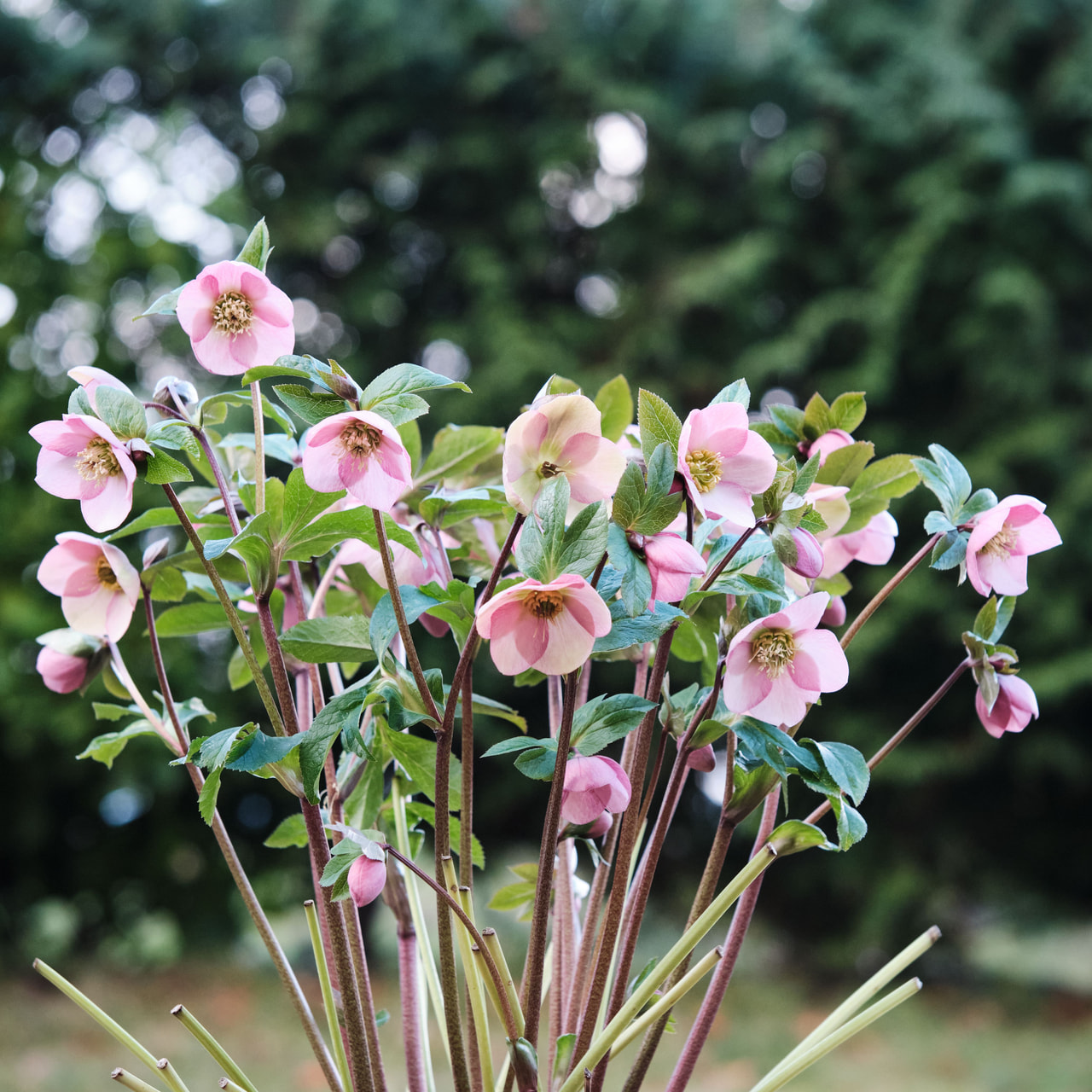 Jouluruusu Queens Pink, Loukykvět