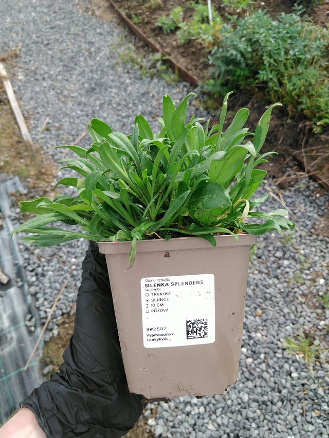 Kohokki Splendens - 10. 9. 2025