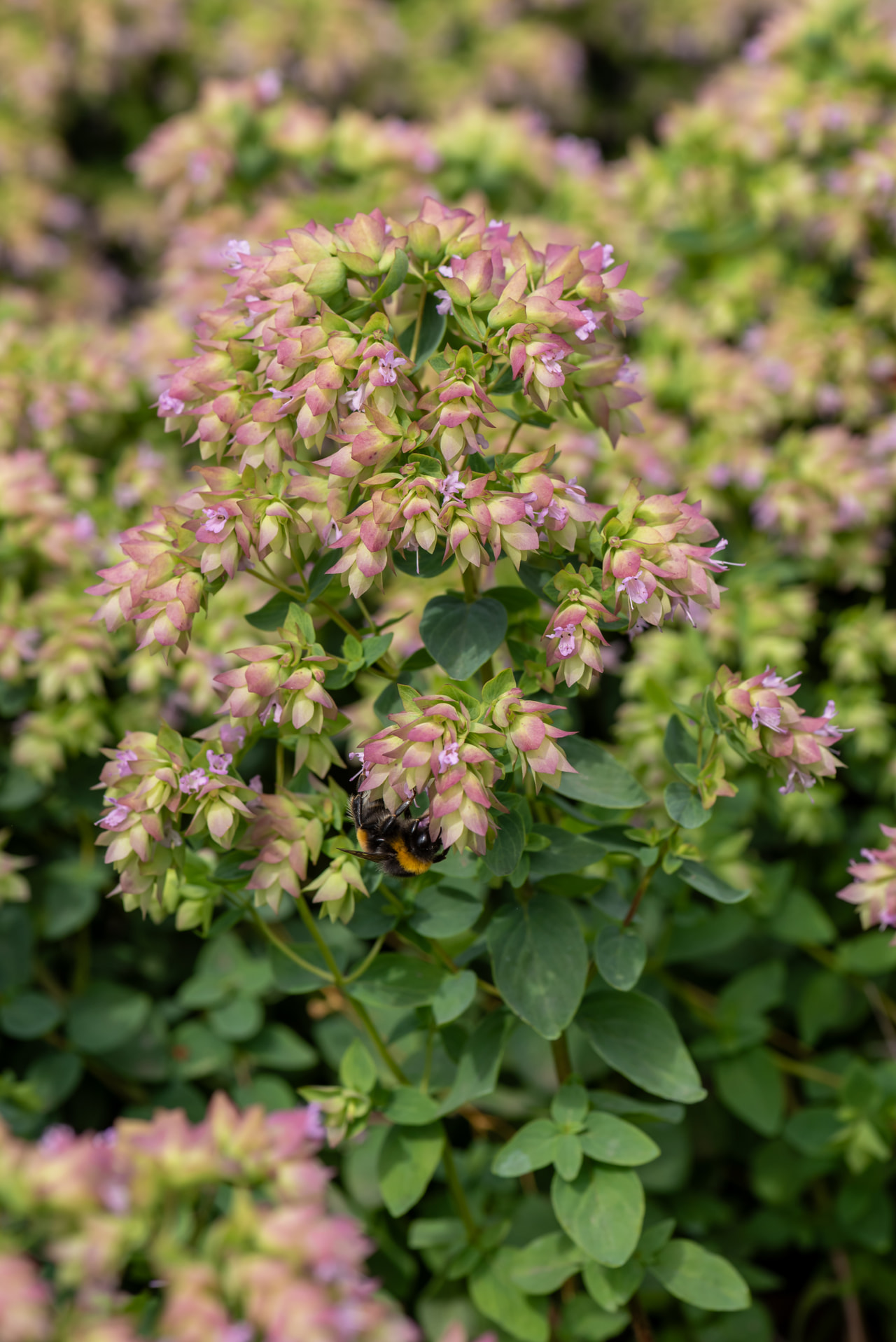 Ornamental Oregano Dingle Fairy, Loukykvět