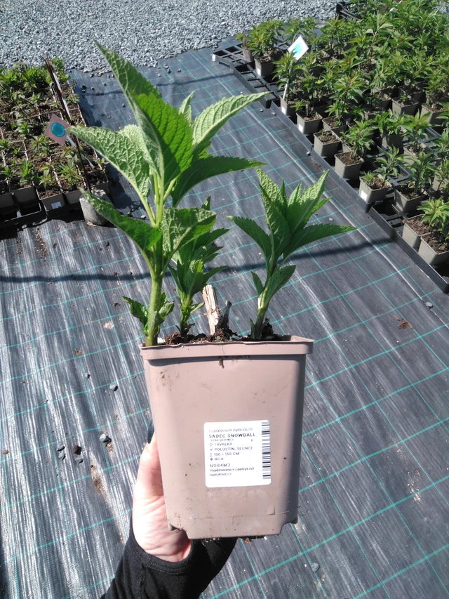 Punalatva Snowball - 13. 5. 2025