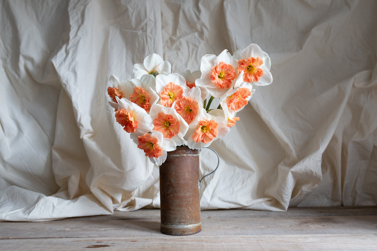 Narsissi Precocious, Loukykvět