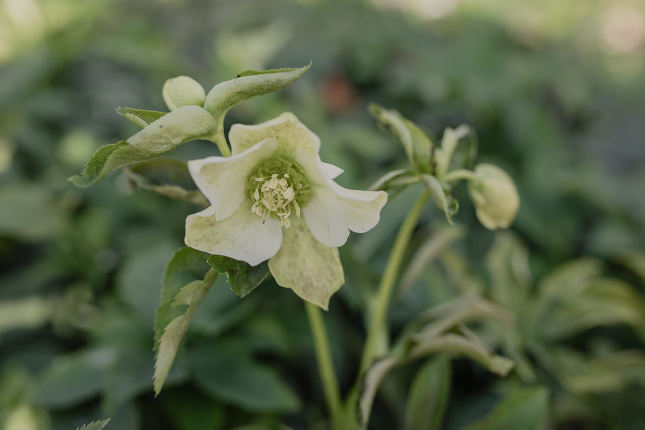 Jouluruusu Pretty Ellen White, Loukykvět