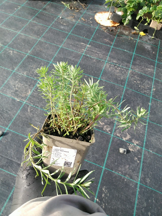 Linaria purpurea - 31. 10. 2025