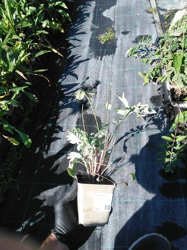 Ruiskaunokki Bright Rose - 19. 8. 2025