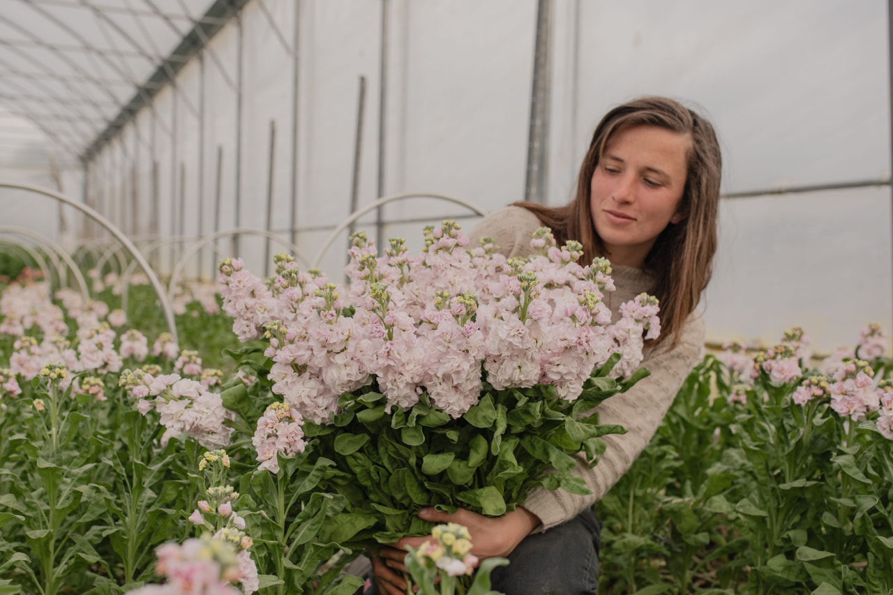 Stock StoX Silver, Loukykvět