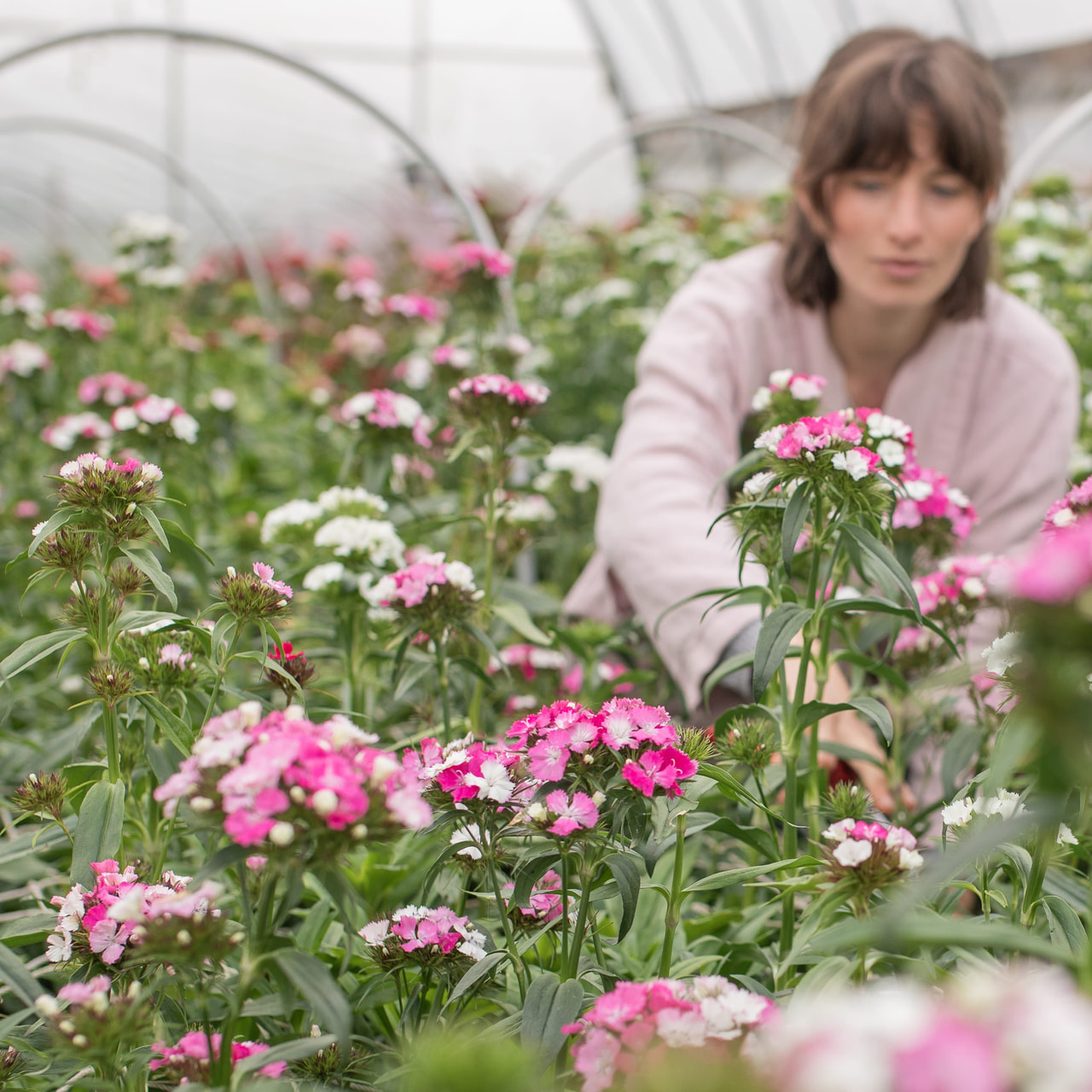 Clavel del poeta Barbienne Appleblossom, Loukykvět