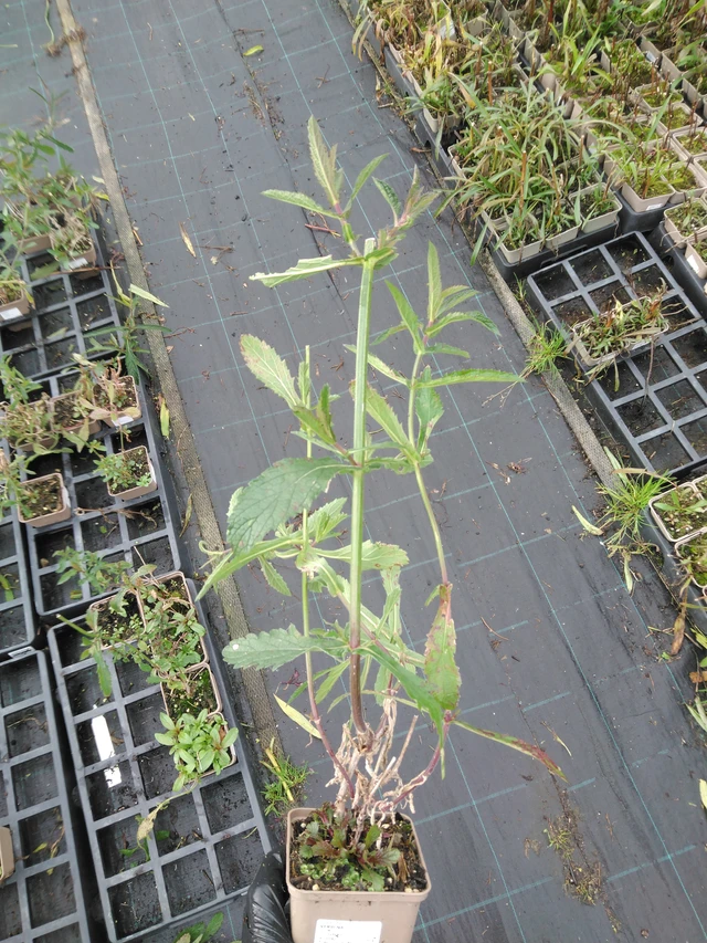 Verbena - 23. 10. 2025