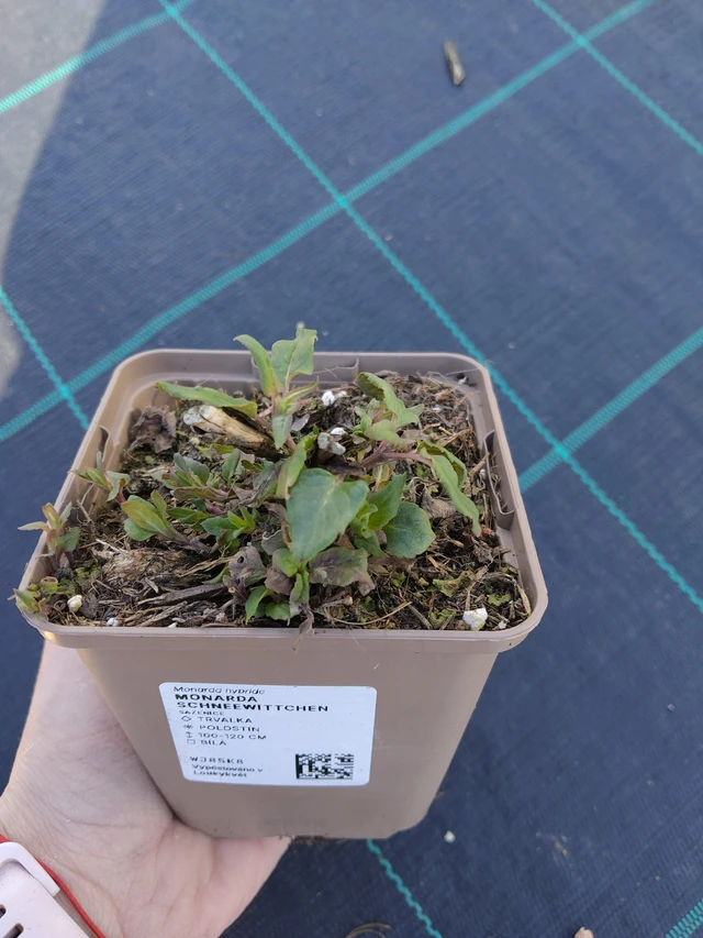 Väriminttu Schneewittchen - 27. 3. 2026