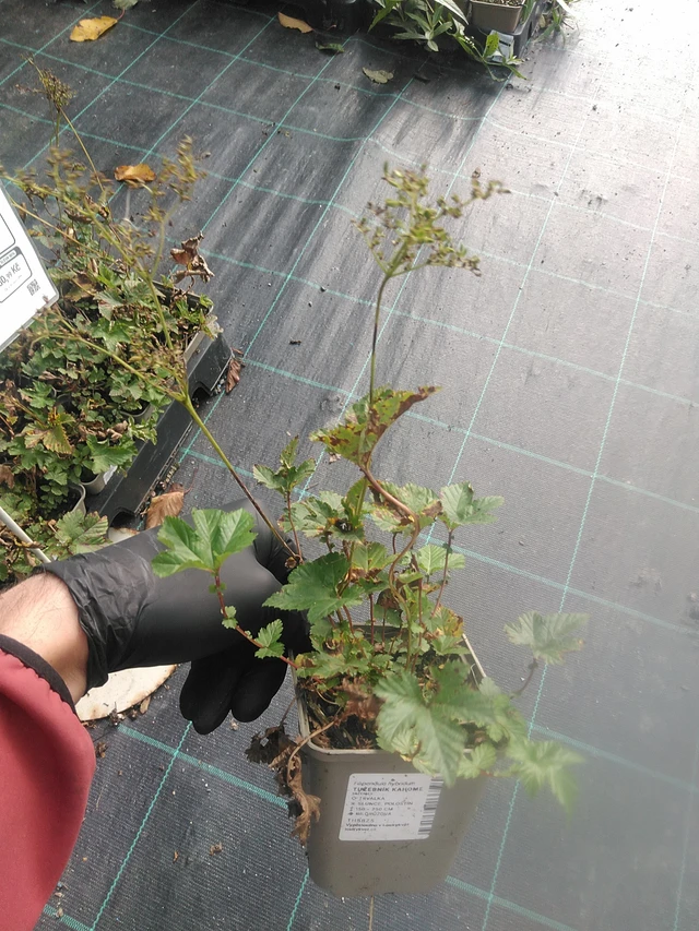 Filipendula Kahome - 13. 10. 2025