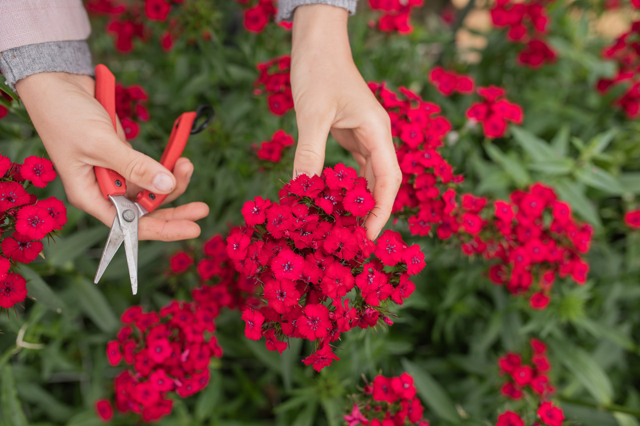Clavel del poeta Sweet Cherry, Loukykvět