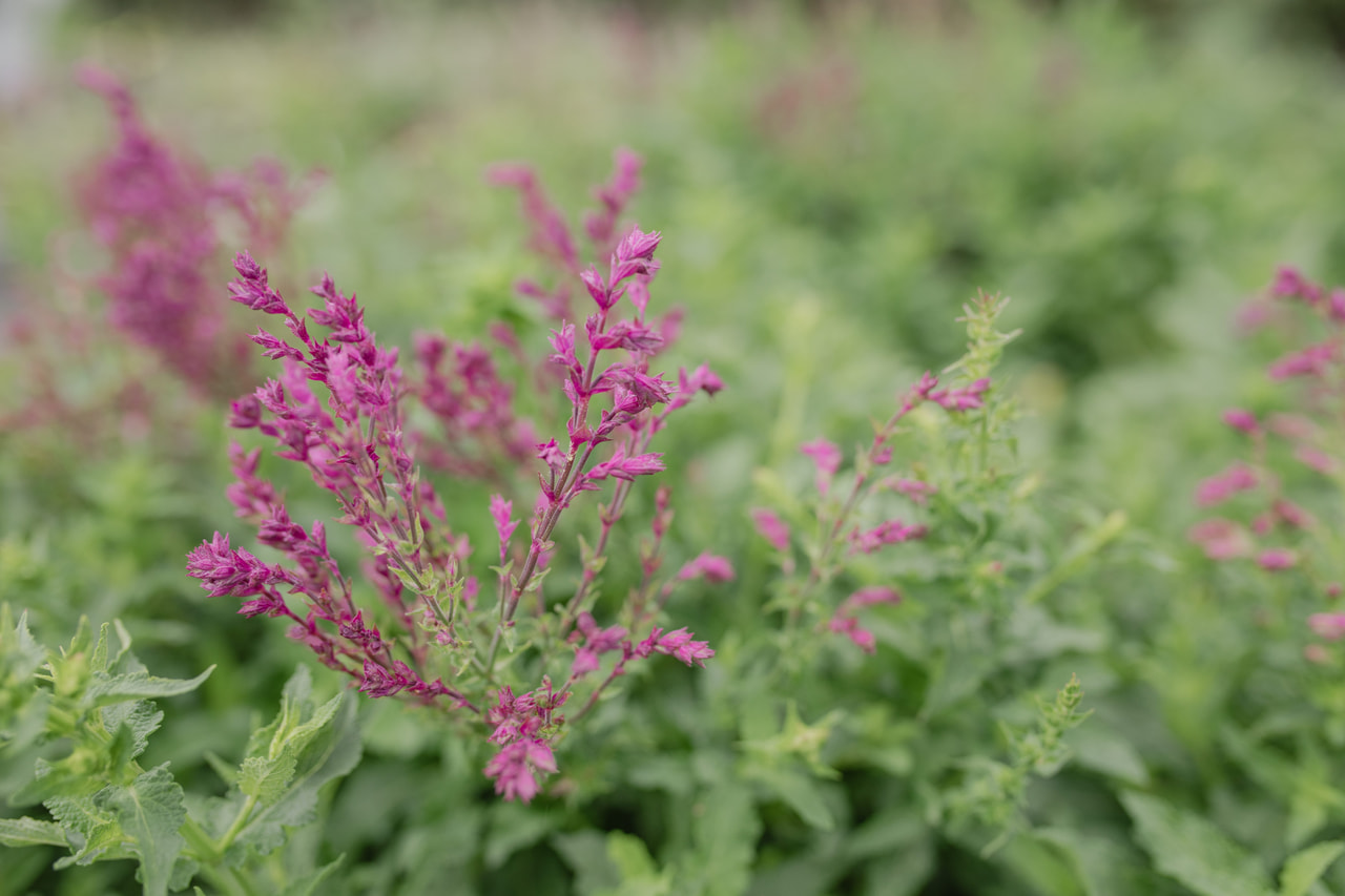 Lehtosalvia Schwellenburg, Loukykvět