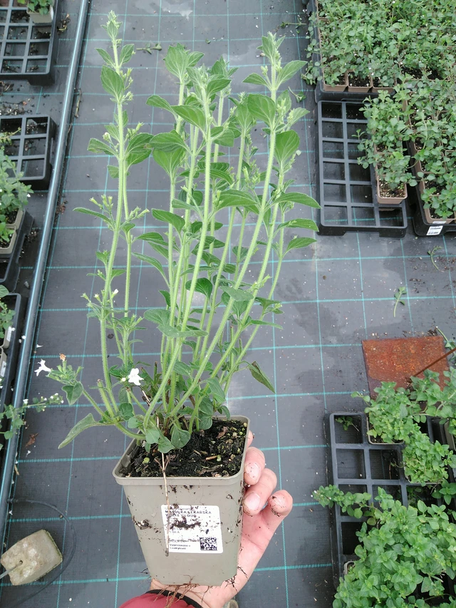 Käenminttu White Cloud  - 28. 7. 2025