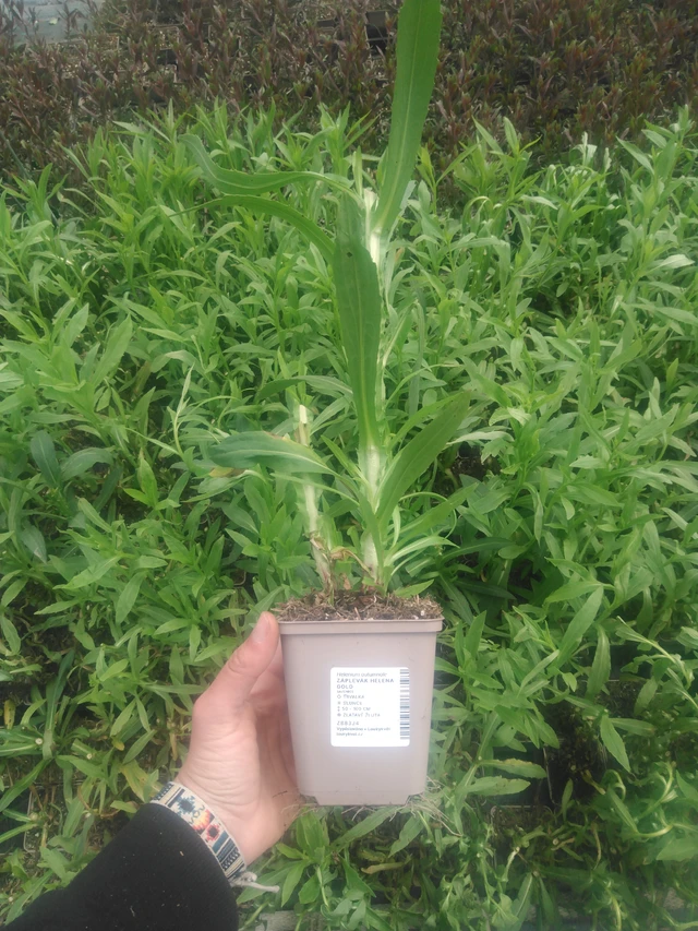 Hohdekukka Helena Gold - 2024