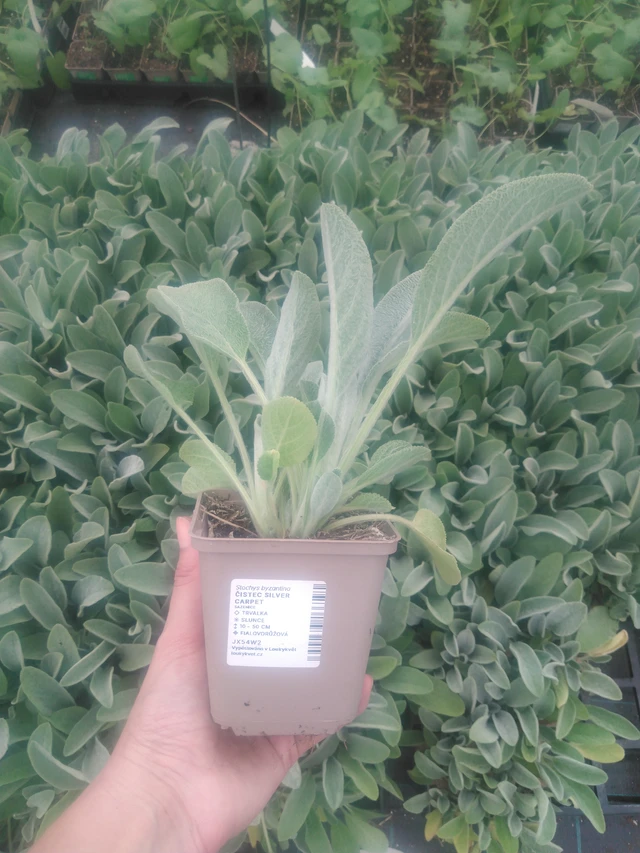 Nukkapähkämö Silver Carpet - 2024