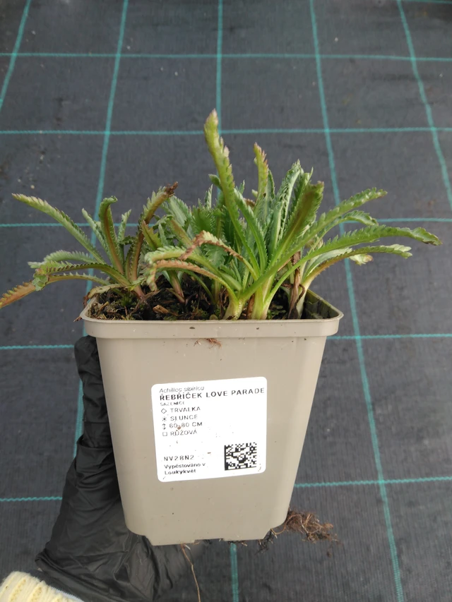 Siankärsämö Love Parade - 1. 4. 2026