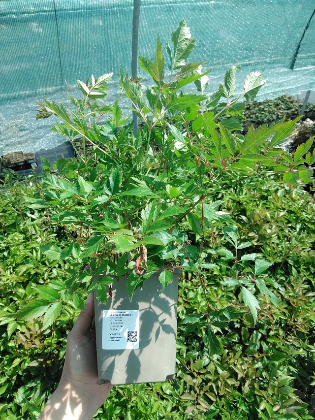 Jaloangervo Diamant - 13. 5. 2025