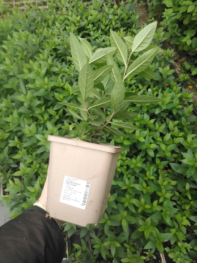 Tädykearvio Pink Glow - 2024