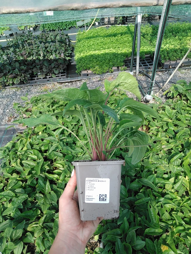 Echinacea Magnus - 13. 7. 2026