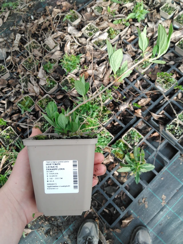 Syyshortensia Grandiflora - 2024