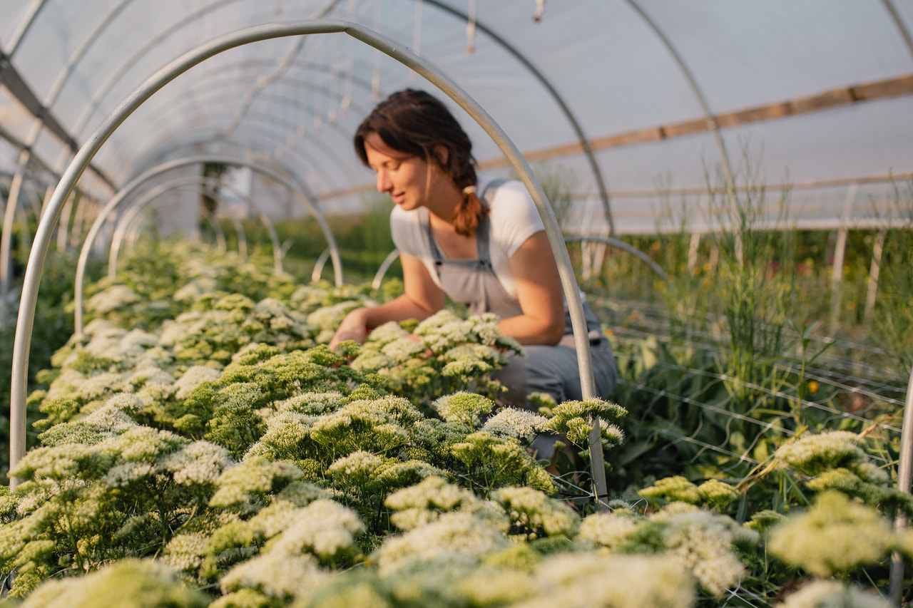 Leliebelle Lake Michigan White, Loukykvět