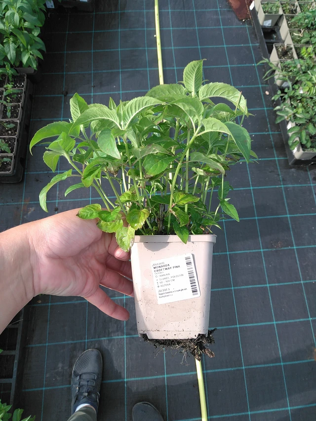 Väriminttu Croftway Pink - 11. 7. 2025