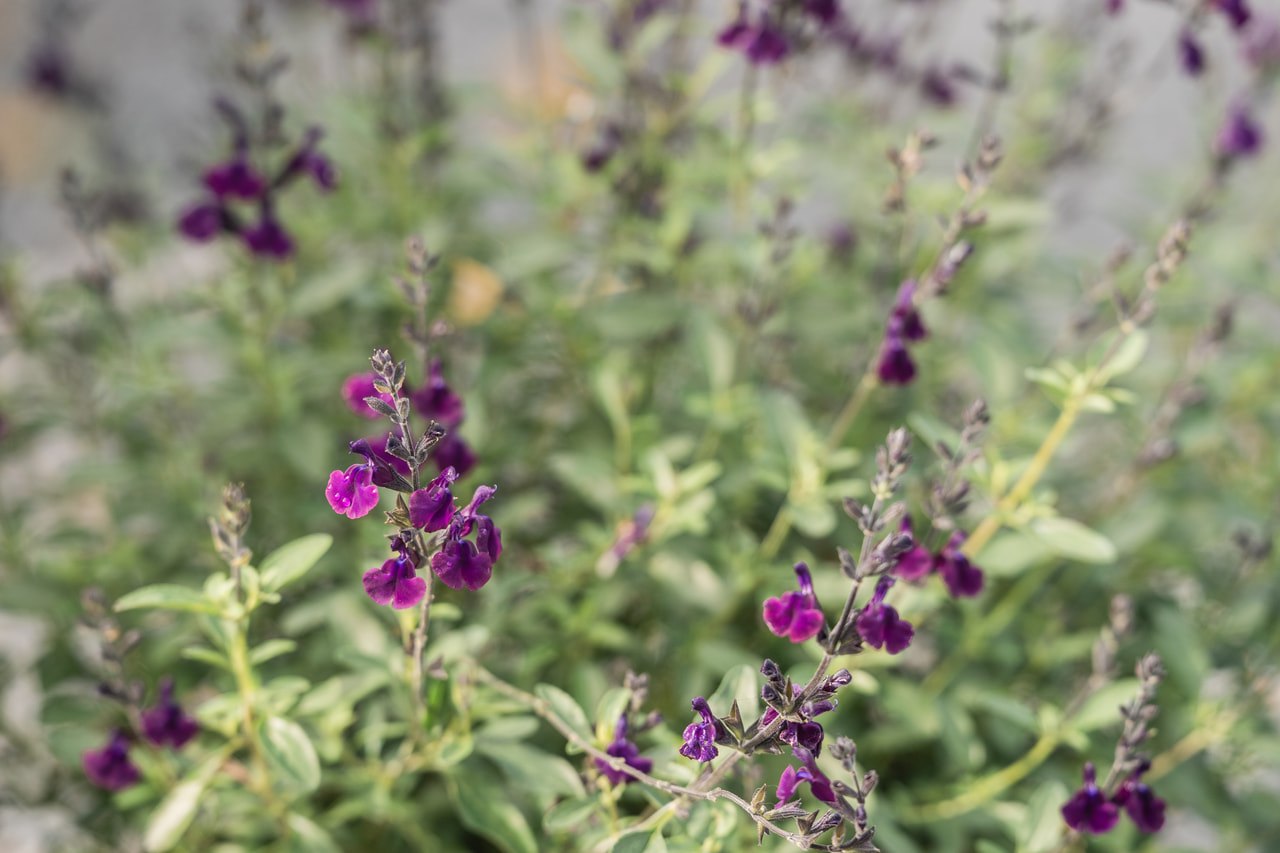 Salvia Nachtvlinder, Loukykvět