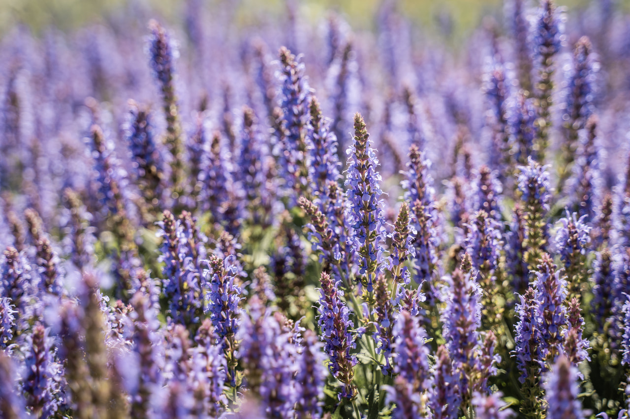 Salvia nemorosa Blauhügel, Loukykvět