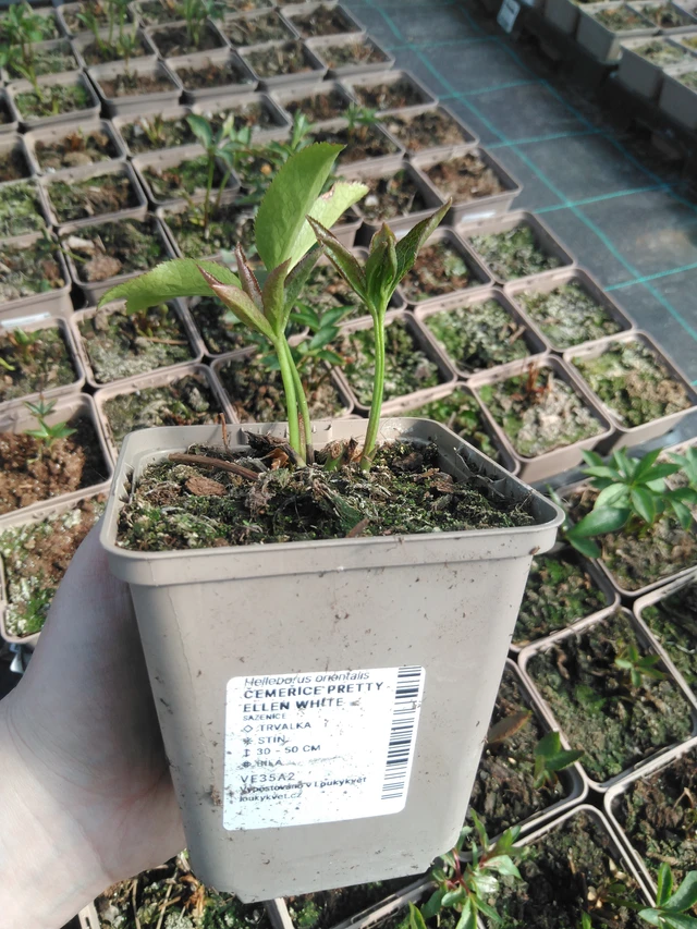 Jouluruusu Pretty Ellen White - 3. 4. 2025