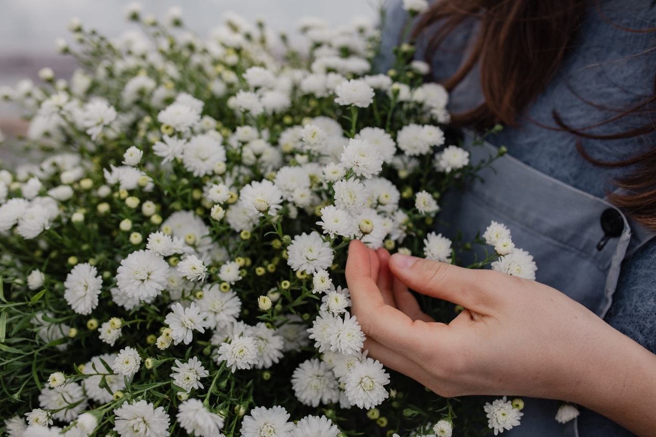 Asteri Blanca, Loukykvět