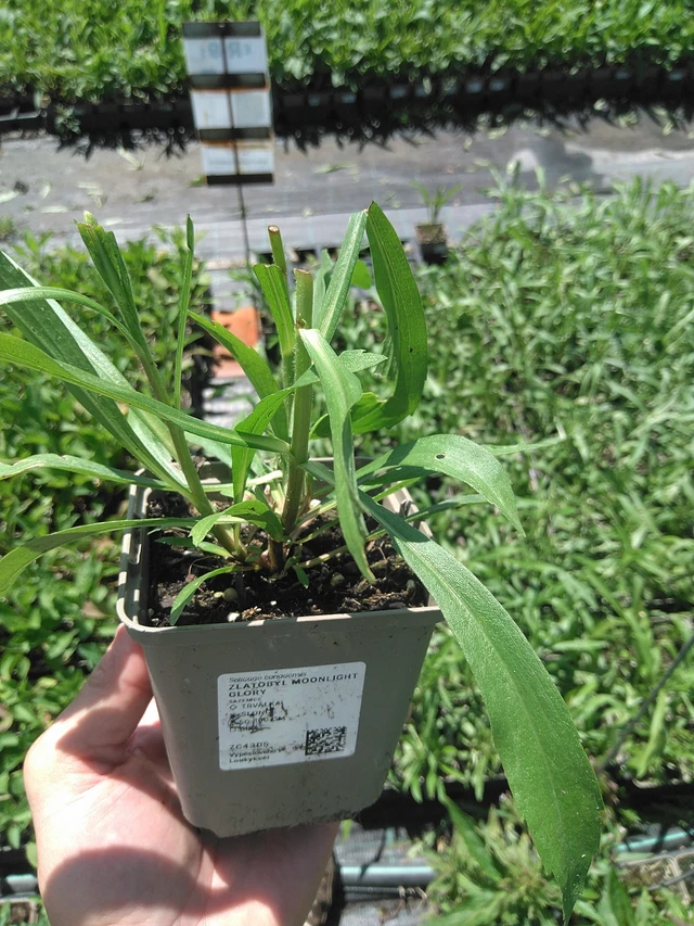 Piisku Moonlight Glory - 24. 6. 2025