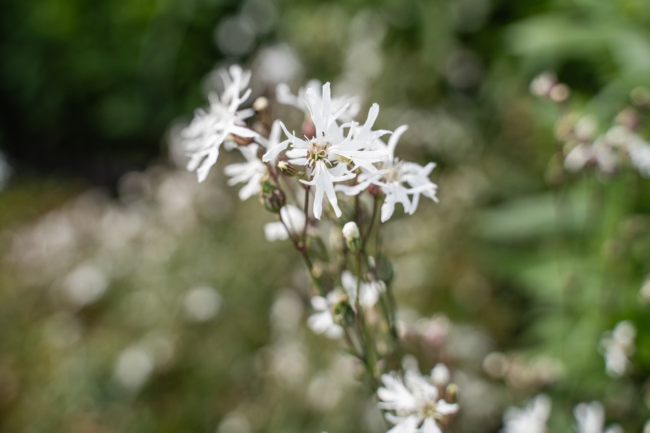 Flor de cuclillo White Robin, Loukykvět