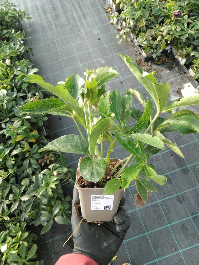 Jouluruusu Double Ellen White Spotted - 31. 10. 2025