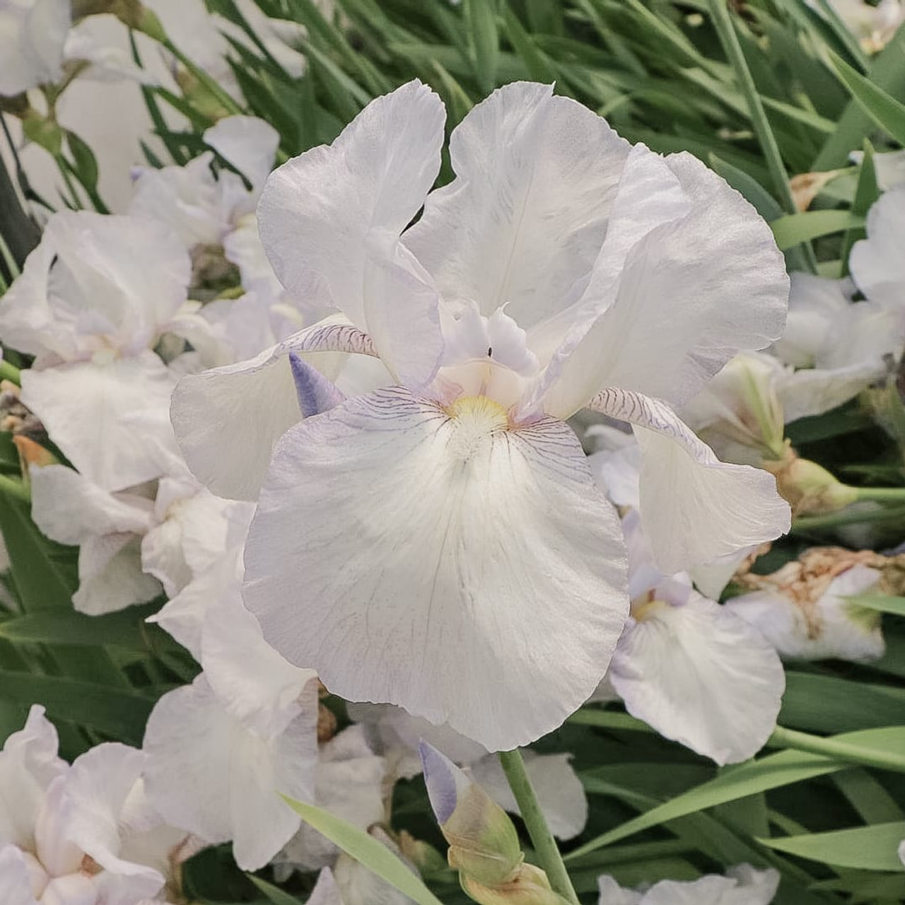 Tarhakurjenmiekka English Cottage, Loukykvět