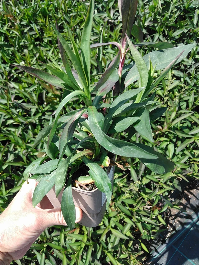 Syysasteri White Ladies - 13. 5. 2025