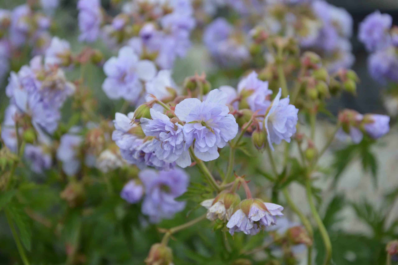 Kurjenpolvi Cloud Nine, Loukykvět