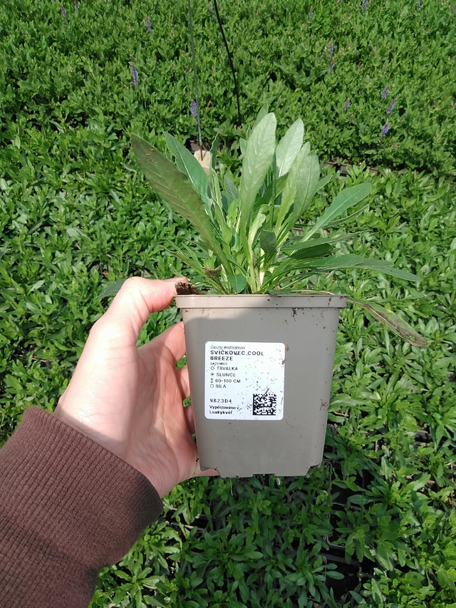 Kesäkynttilä Cool Breeze - 9. 6. 2025