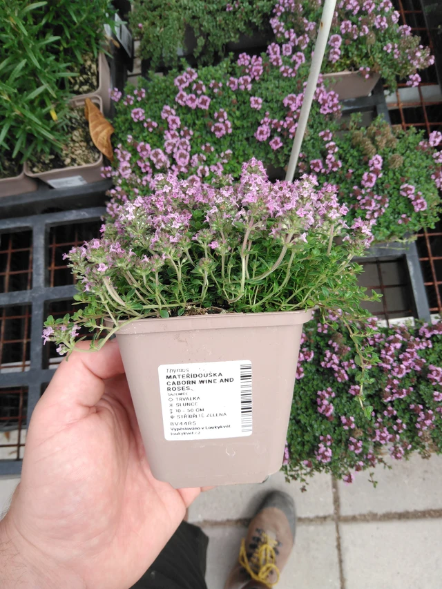 Ajuruoho Caborn Wine and Roses - 2024