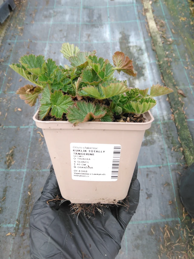 Kellukka Totally Tangerine - 1. 4. 2026