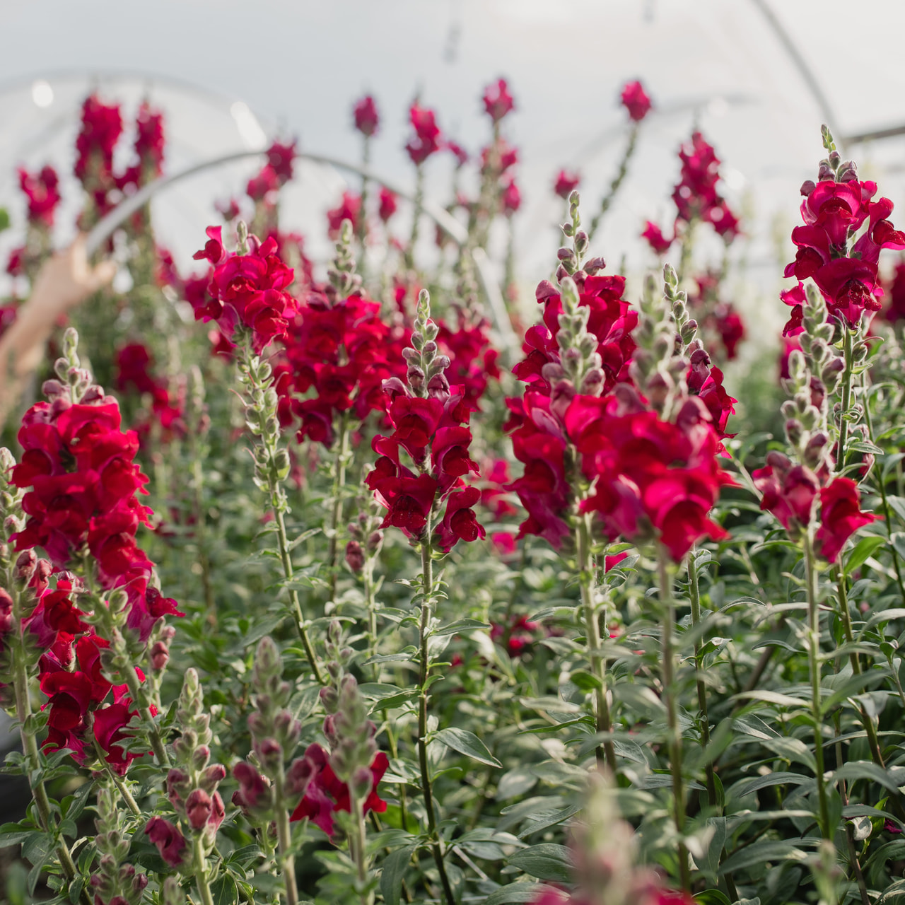Leeuwenbek Potomac Crimson, Loukykvět